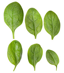 high-quality photograph of six fresh, whole spinach leaves arranged neatly in two rows, showcasing their rich green color and smooth texture on black.