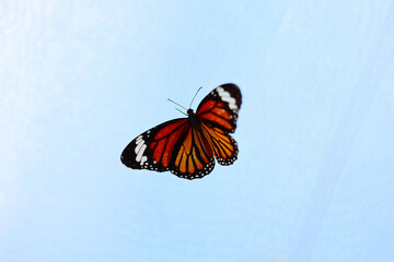 Beautiful butterfly resting on the mesh of the rearing house.