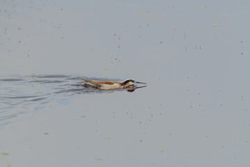 Wild Wilson's Phalaropes in the water, chasing bugs and searching for food.