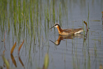 Wild Wilson's Phalaropes in the water, chasing bugs and searching for food.
