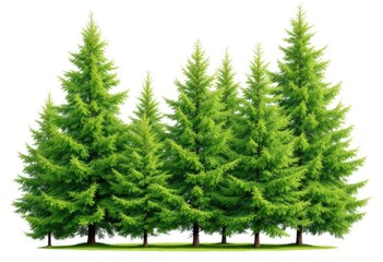 Group of vibrant green fir trees