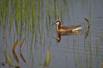 Wild Wilson's Phalaropes in the water, chasing bugs and searching for food.