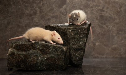 two decorative baby rats on a dark background in profile and frontal view