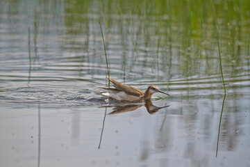 Wild Wilson's Phalaropes in the water, chasing bugs and searching for food.