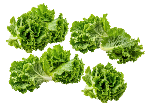 fresh, vibrant heads of curly green leaf lettuce isolated on a pure transparent background, emphasizing crisp texture, healthy food, and organic farm-fresh produce.