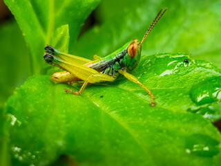 Juvenile green grasshopper on wet sunlit leaf