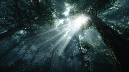 Sunlight beam through tall forest canopy, misty woodland atmosphere with rays filtering between dense tree trunks and lush foliage, serene natural scene with dramatic light