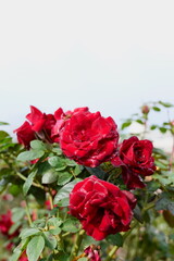 鎌倉, 大船フラワーセンターのバラ
