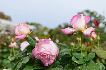鎌倉, 大船フラワーセンターのバラ
