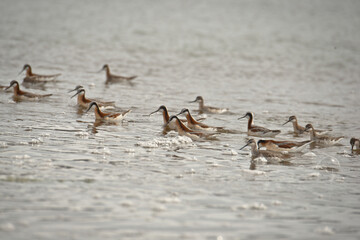 Wild Wilson's Phalaropes in the water, chasing bugs and searching for food.