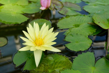 大船フラワーセンターの睡蓮
