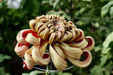 鎌倉, 大船フラワーセンターの菊の花
