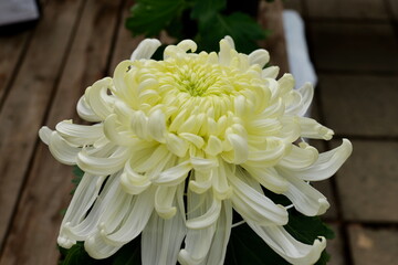 鎌倉, 大船フラワーセンターの菊の花
