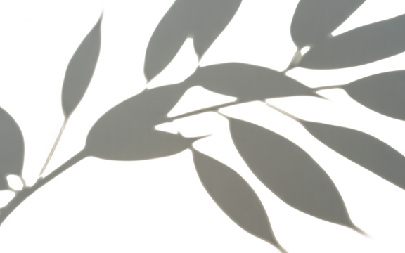 Elegant minimalist silhouette of light gray eucalyptus leaves against a deep black background