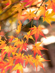 紅葉したカエデの葉