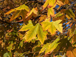Sycamore leaves changing color during Autumn Fall season