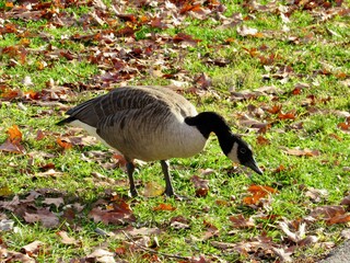 canada goose standing on the grass
