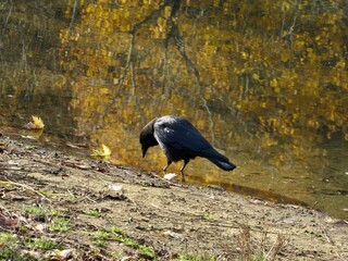 crow on the ground