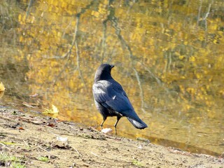 crow on the ground