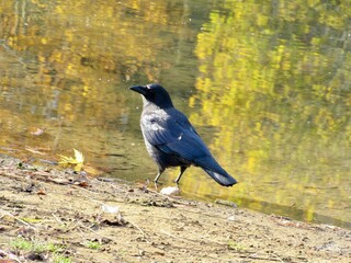 crow on the ground
