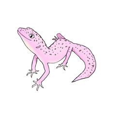 リアルで可愛い柄ありレオパのカラーイラスト。ヒョウモントカゲモドキ。