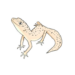 リアルで可愛い柄ありレオパのカラーイラスト。ヒョウモントカゲモドキ。
