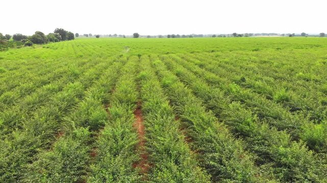 Low aerial of spray drone moving steadily down crop rows across wide farmland, passover