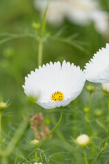 コスモス　秋桜　花　秋　自然　季節