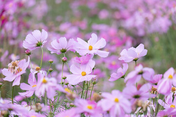 コスモス　秋桜　花　秋　自然　季節