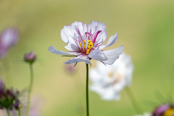 コスモス　秋桜　花　秋　自然　季節