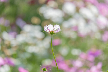 コスモス　秋桜　花　秋　自然　季節