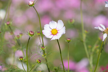 コスモス　秋桜　花　秋　自然　季節