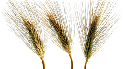 Three barley plants side by side with long awns on transparent background