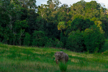 Wild elephants have large bodies, a large, fat body, and a long trunk. Elephants are herbivores.