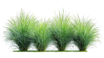 Ultra clean fountain grass four-cluster lineup rich green tones on transparent background