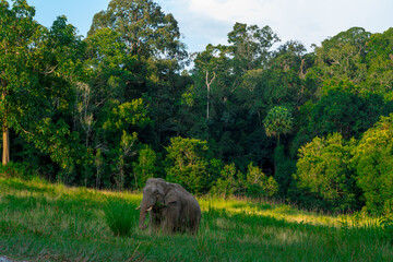 Wild elephants have large bodies, a large, fat body, and a long trunk. Elephants are herbivores.
