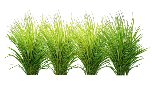 Ultra clean fountain grass four-cluster lineup rich green tones on transparent background