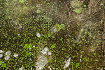 old wood plank texture with green paint spots