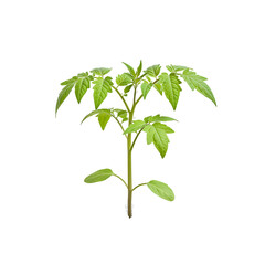 Young tomato seedling with vibrant green leaves isolated on black backdrop