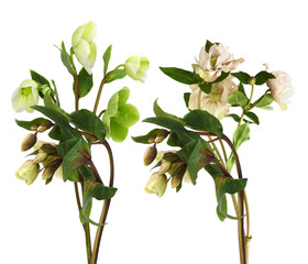 helleborus or christmas rose flowering plant featuring delicate cream, blush pink, and pale green blossoms isolated against black.