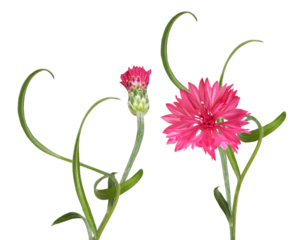 detailed photograph of a beautiful, vibrant pink cornflower bloom (centaurea cyanus) next to a closed bud, featuring dramatically curled green stems isolated on black.