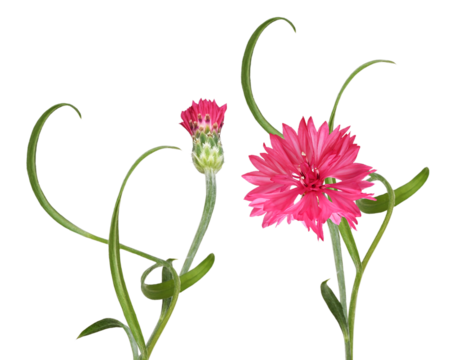 detailed photograph of a beautiful, vibrant pink cornflower bloom (centaurea cyanus) next to a closed bud, featuring dramatically curled green stems isolated on black.