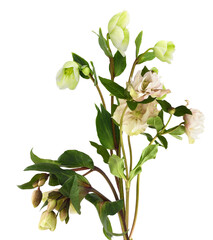 single lush bouquet of helleborus orientalis or lenten rose flowers in light green and cream shades isolated on black.