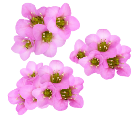 three small clusters of bright pink bergenia cordifolia (elephant's ears) flowers isolated elegantly against a transparent background.
