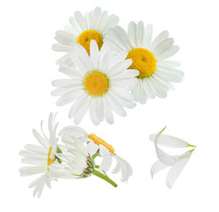 collection of fresh common daisies (bellis perennis) including full blooms and loose petals isolated on a transparent background. © Kenna
