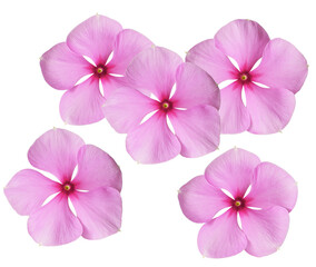 five beautiful vibrant pink catharanthus flowers, also known as madagascar periwinkle, photographed and isolated against a clean transparent background.