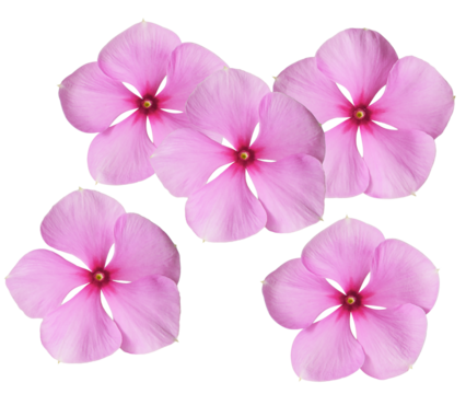 five beautiful vibrant pink catharanthus flowers, also known as madagascar periwinkle, photographed and isolated against a clean transparent background.