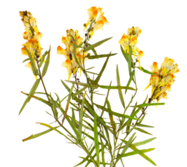 detailed photograph capturing a dense cluster of linaria vulgaris, known as yellow toadflax or butter-and-eggs, isolated on a pure transparent background.