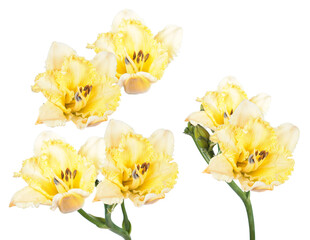 beautiful photograph capturing a cluster of bright yellow daylily flowers with ruffled petals and brown stamens isolated on a pure transparent background.
