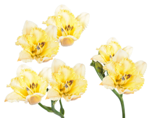 beautiful photograph capturing a cluster of bright yellow daylily flowers with ruffled petals and brown stamens isolated on a pure transparent background.